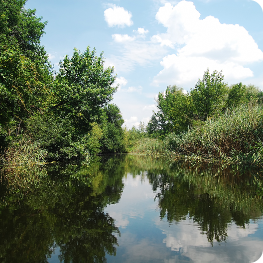 A calm river surrounded by dense green trees and tall reeds, with blue sky and white clouds reflected on the water’s surface.